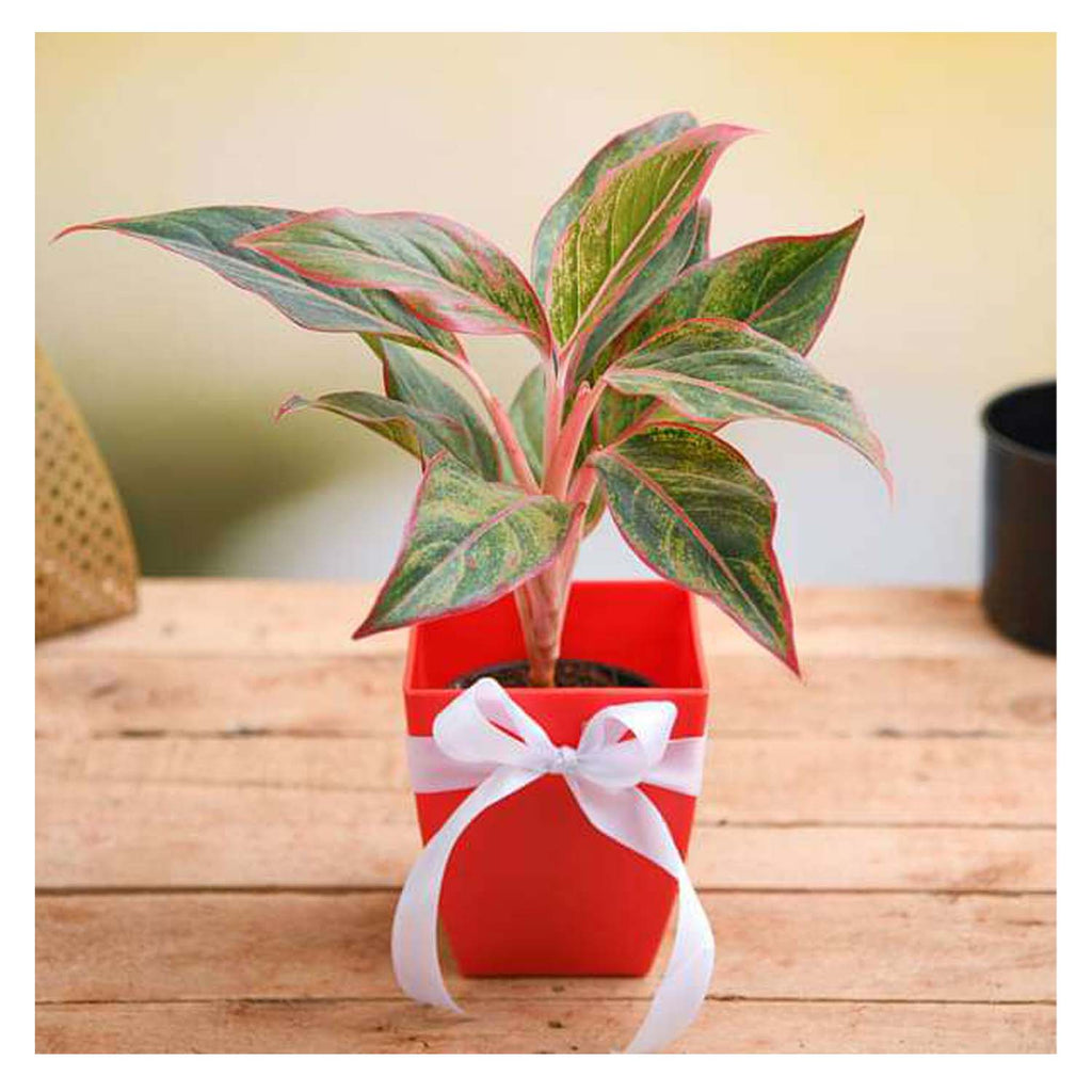 Aglaonema Plant For Anniversary | Low Maintenance Indoor Plant