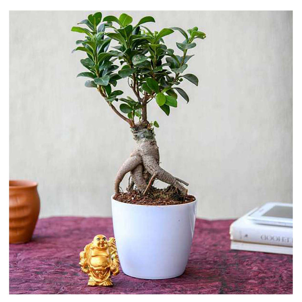 Ficus Bonsai With Laughing Buddha | Best Tabletop Plant