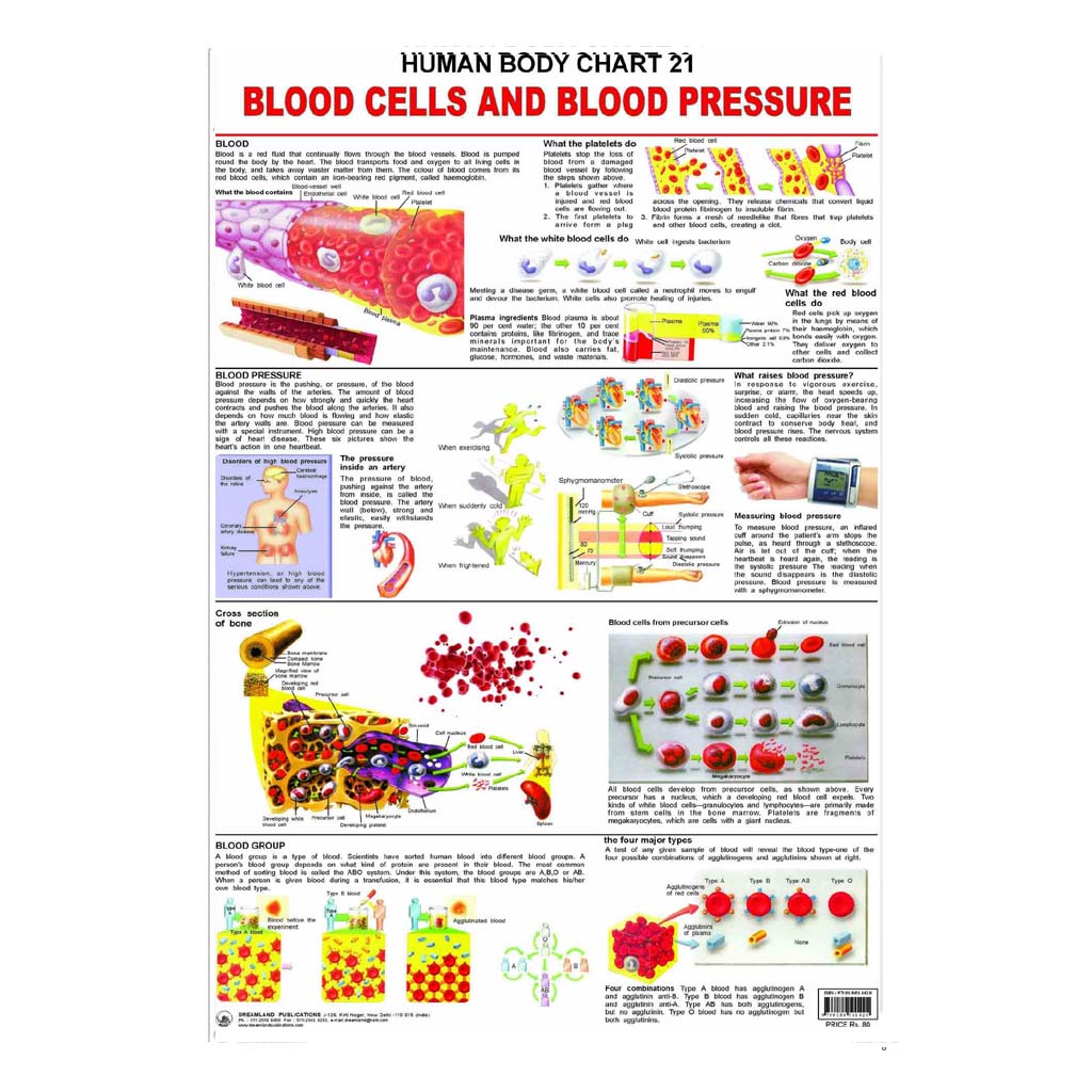 The Blood Group, Cells And Pressure (Early Learning Chart)