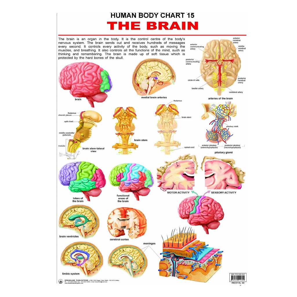 The Brain (Early Learning Chart)