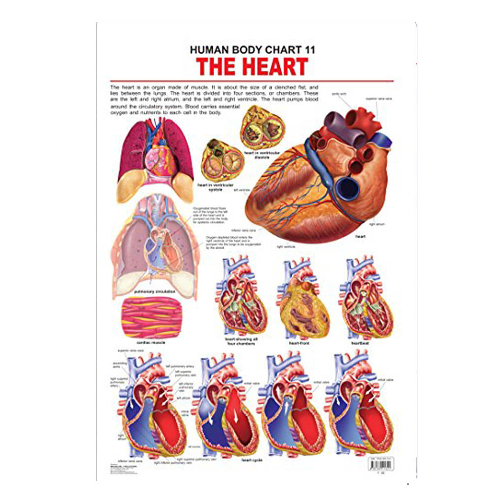 The Haert (Early Learning Chart)