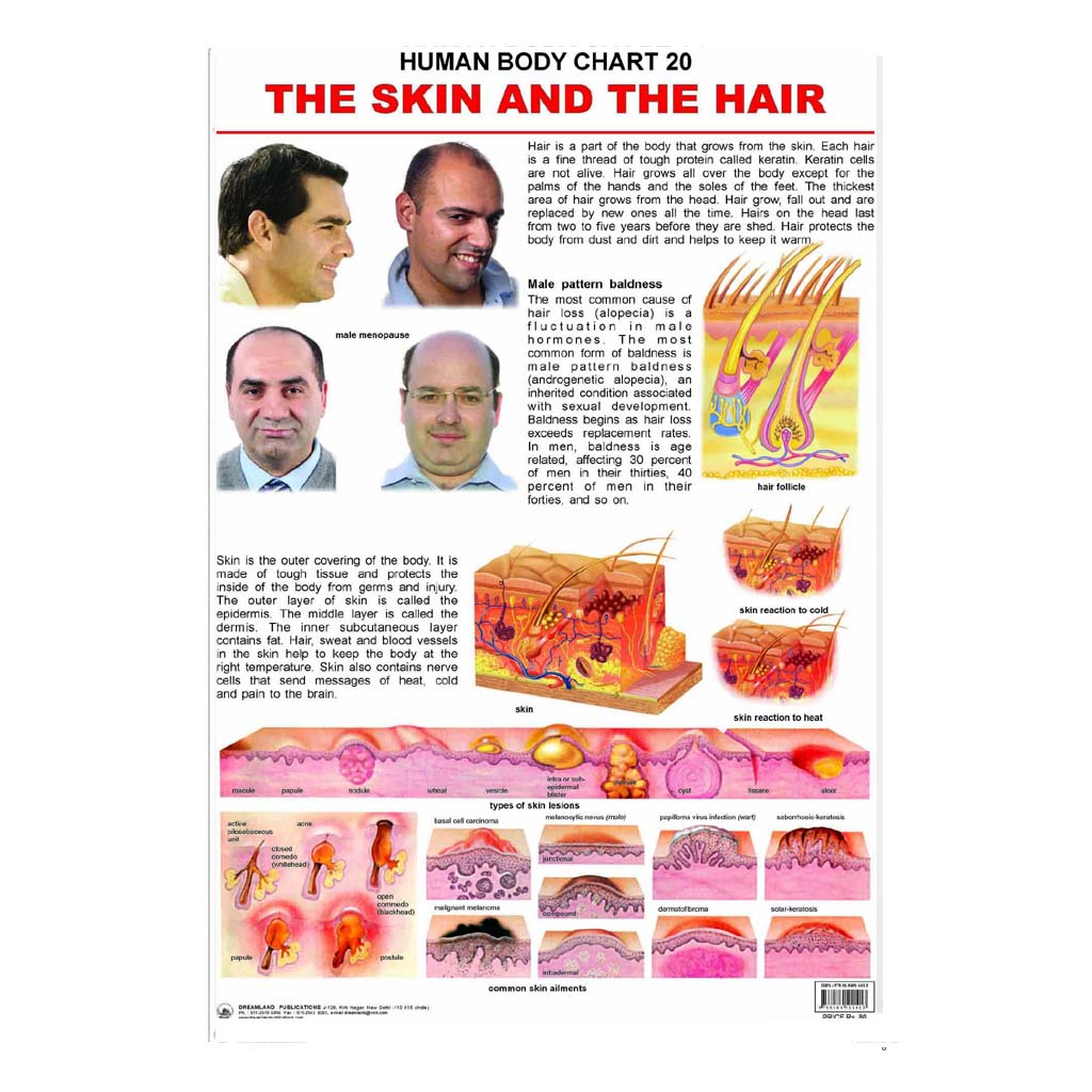 The Hair And The Skin (Early Learning Chart)