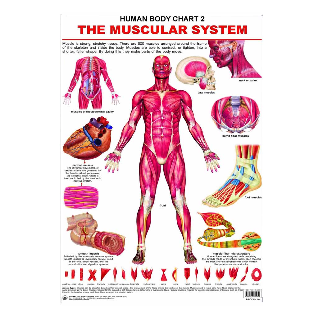 The Muscular Syatem (Early Learning Chart)
