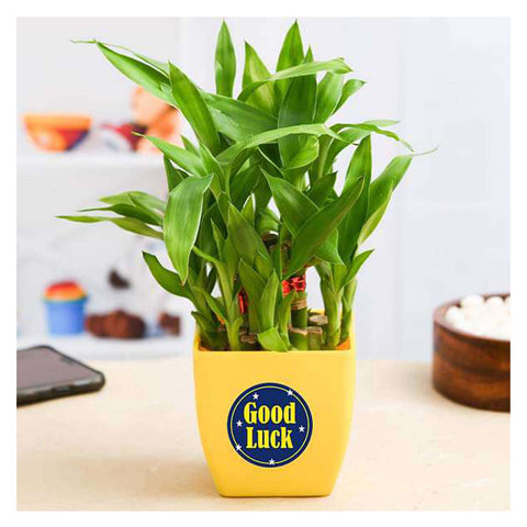 2 Layer Lucky Bamboo Plant | Good Luck Lucky Bamboo Plant