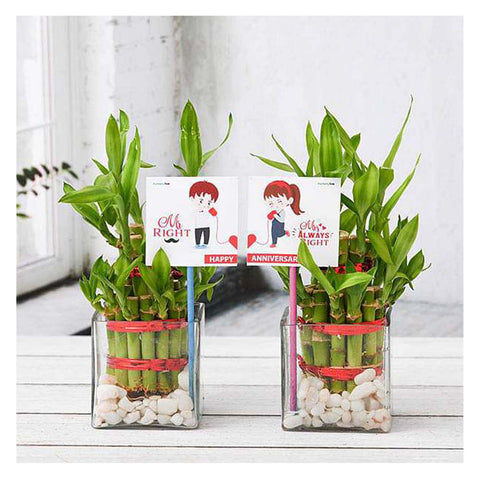 2 Layer Lucky Bamboo Combo Plants For Anniversary Special