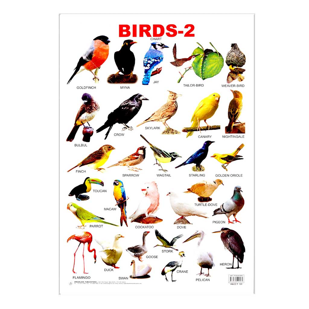 Birds -2 (Early Learning Chart)