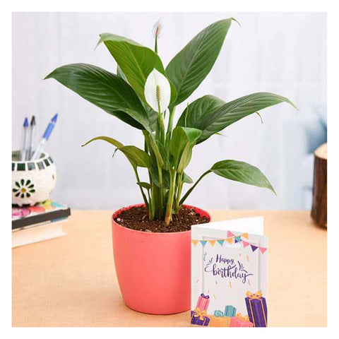 Peace Lily Plant For Birthday | Low Maintenance Indoor Plant