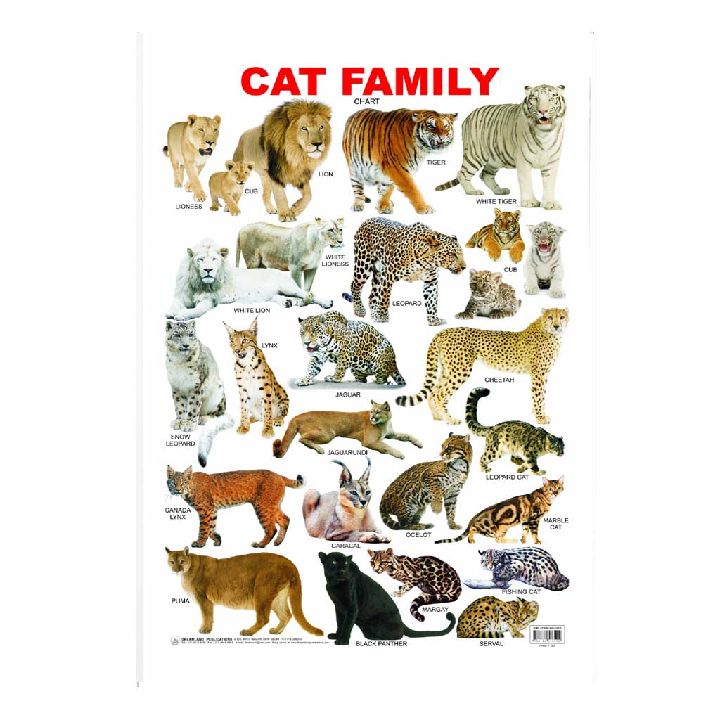 Cat Family (Early Learning Chart)