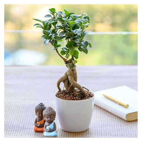 Ficus Bonsai With Little Buddha | Best Tabletop Plant