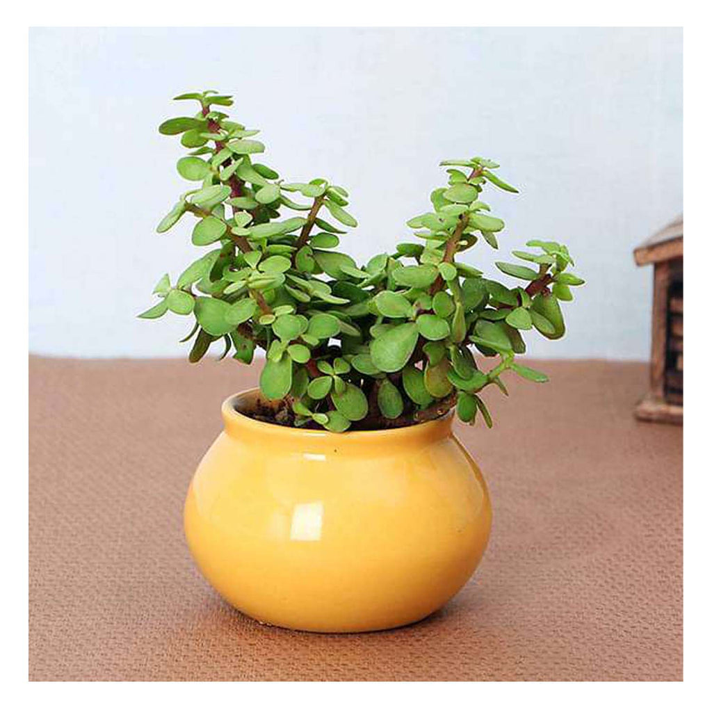 Jade Plant In Eco Friendly Ceramic Pot| Best for Gifting | Low Maintenance Indoor Plant
