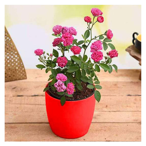 Miniature Pink Rose Flower Plant | Low Maintenance Indoor Plant