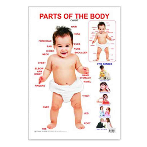 Parts of The Body (Early Learning Chart)