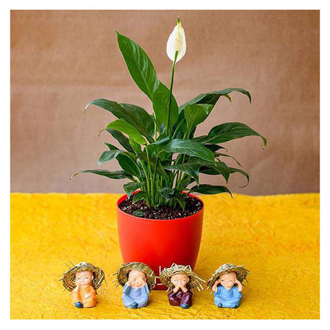 Peace Lily with Cute Hay Hat Monks | Best Air Purifier Plant