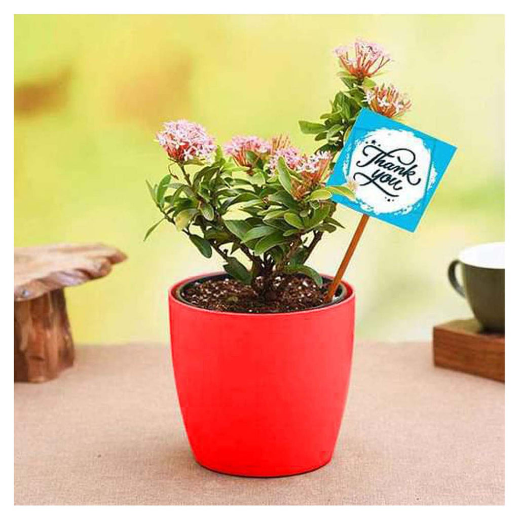 Pink Ixora Long Lasting Flower Plant | Grown In The Garden Or House