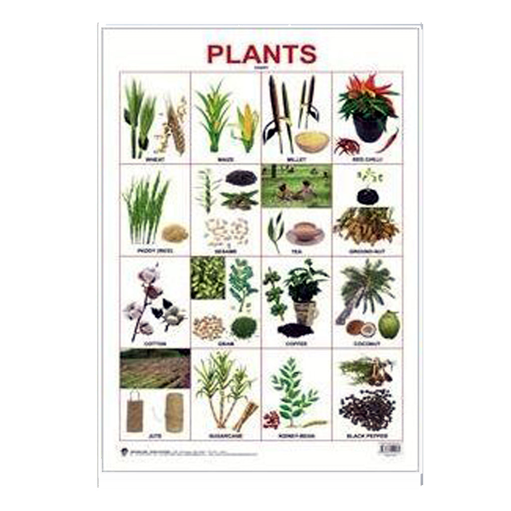 Plants (Early Learning Chart)