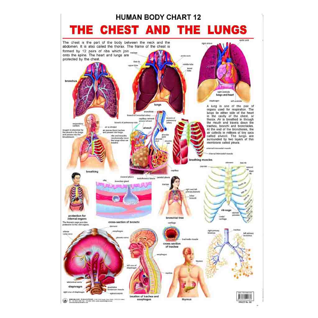 The Chest and the Lungs (Early Learning Chart)