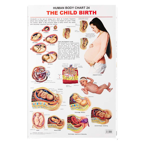 The Child Birth (Early Learning Chart) – Chirukaanuka