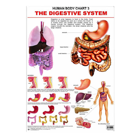 The Digestive System (Early Learning Chart)