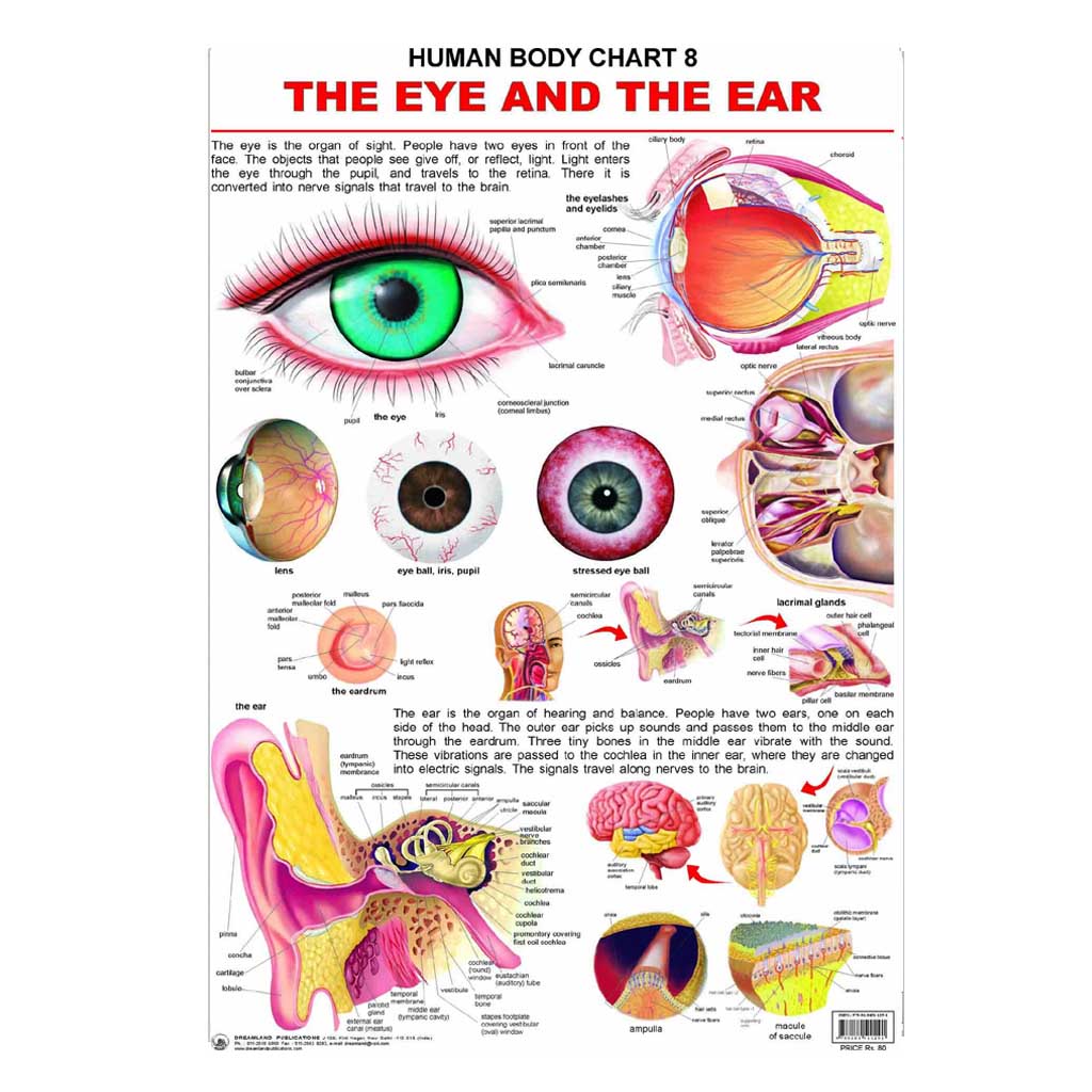 The Eye And The Ear (Early Learning Chart)