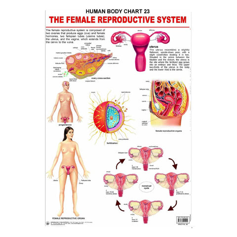 The Female Raproductive System (Early Learning Chart)
