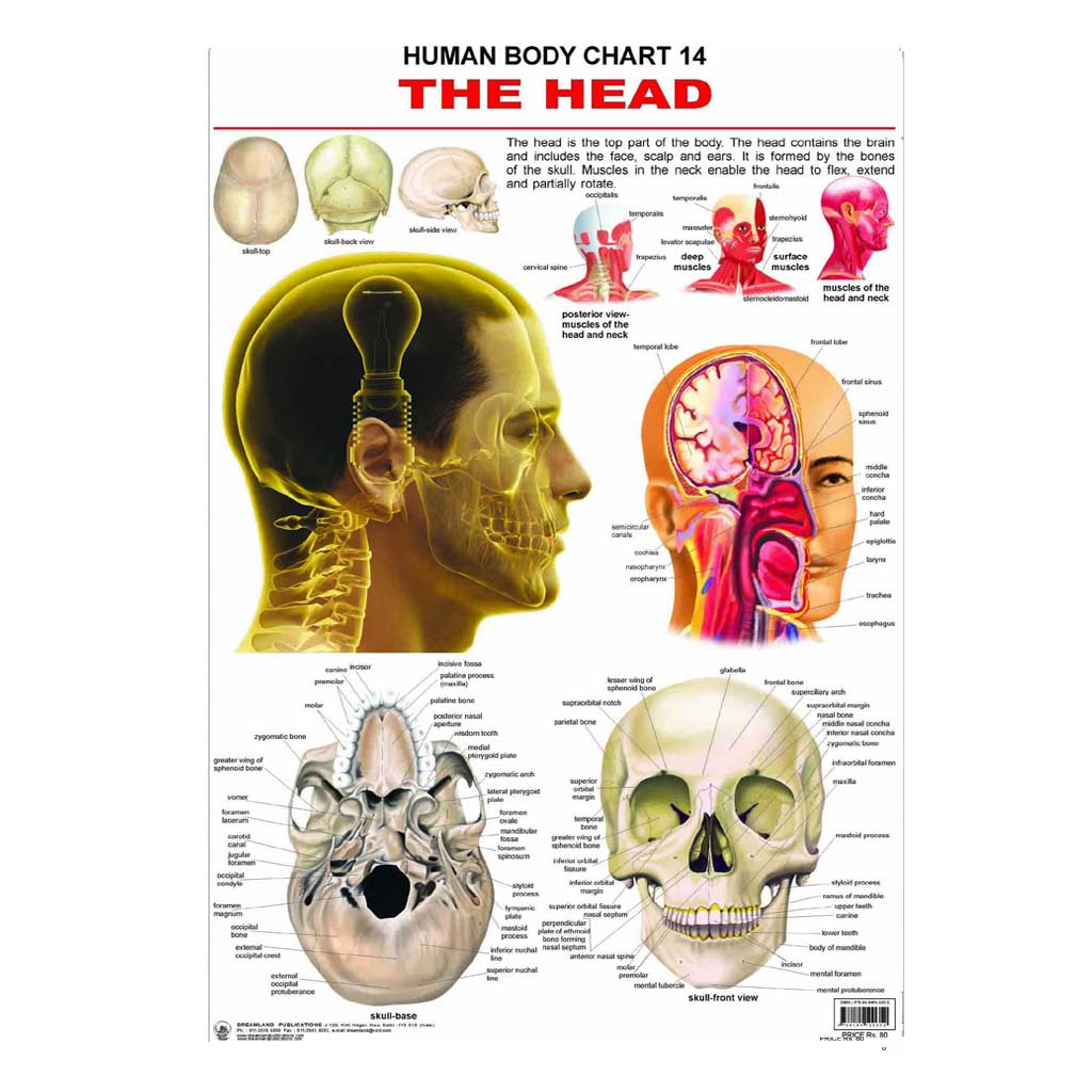 The Head (Early Learning Chart)