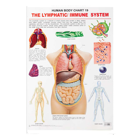 The Lymphatic/Immune System (Early Learning Chart)