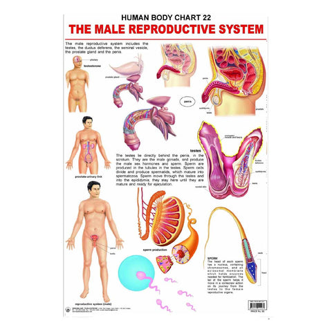 The Male Reproductive System (Early Learning Chart)