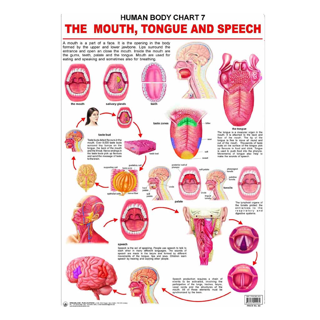 The Mouth, Tongue and Speech (Early Learning Chart)