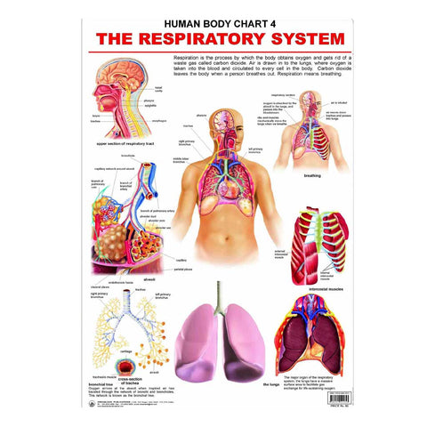 The Respiratory System (Early Learning Chart)