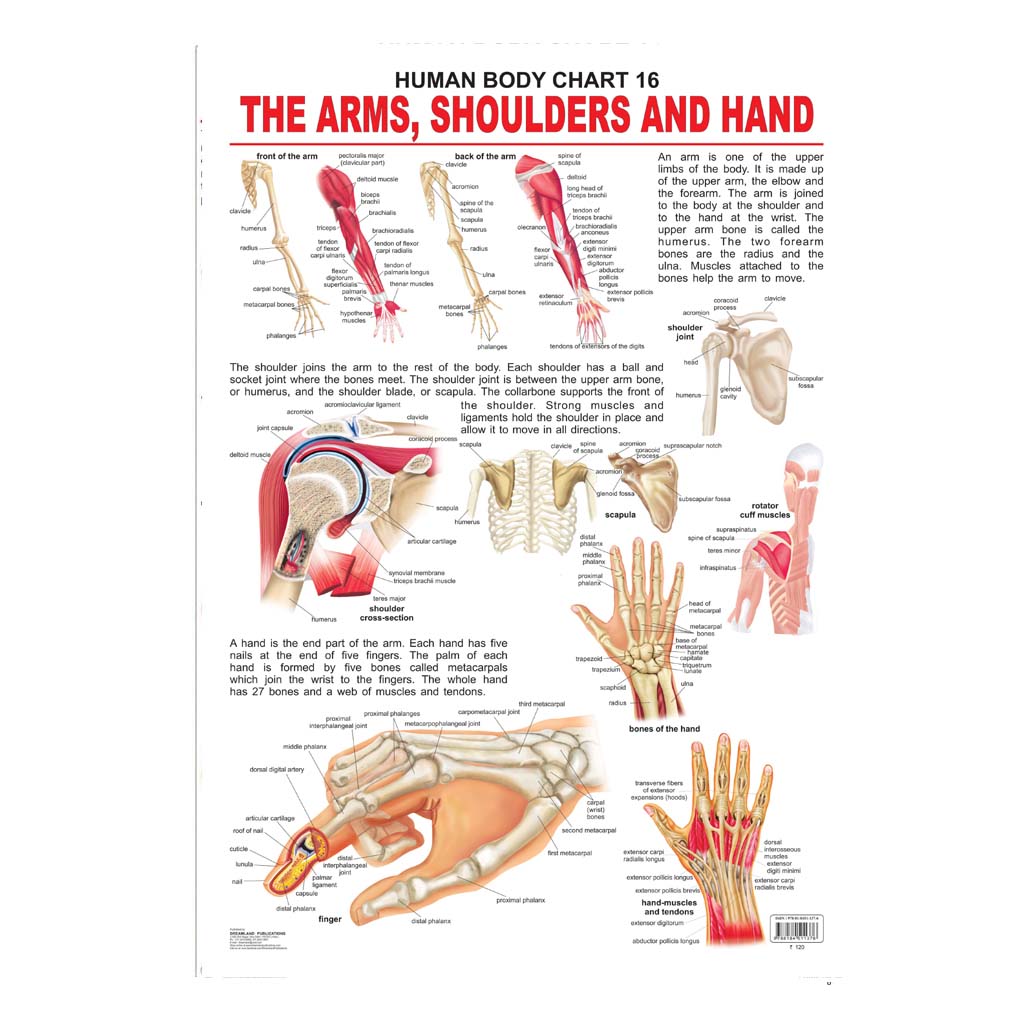 The Sholders, Arms And Hands (Early Learning Chart)