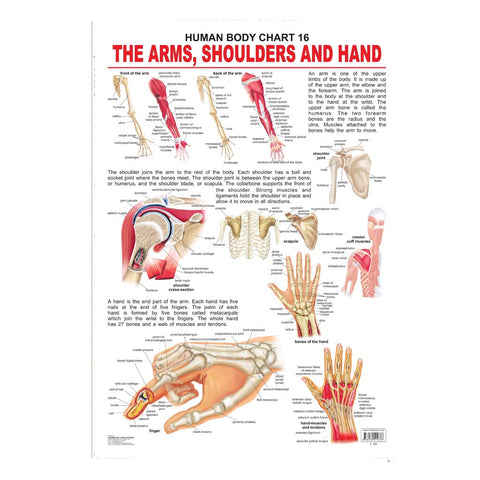 The Sholders, Arms And Hands (Early Learning Chart)