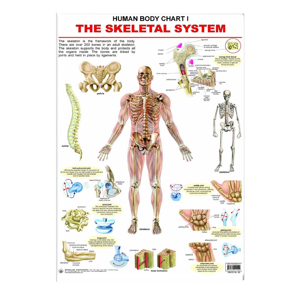 The Skeletal System (Early Learning Chart)