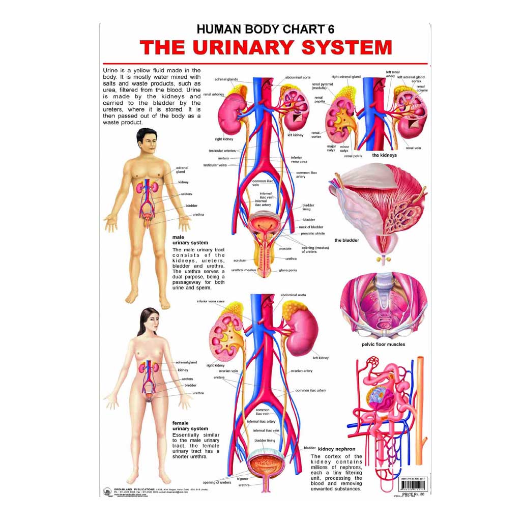 The Urinary System (Early Learning Chart)