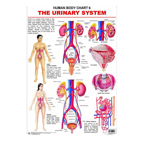 The Urinary System (Early Learning Chart)