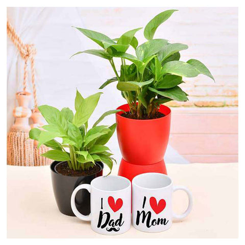 Money And Peace Lily Combo Plant For Mom & Dad | Best Air Purifier Plants
